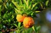 Photo for Fruit And Nut Farming Market | Characteristics, Forecast Size, Trends