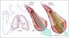 Photo for Cystic Fibrosis Market Research Study including Growth Factors, Types and Application by regions from 2018 to 2026