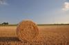 Photo for Grain Farming Market | Characteristics, Forecast Size, Trends