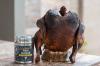 Photo for Casa M Spice Co™ Has the Best Dry Rub for Beef Brisket