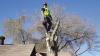Photo for Little Rock Tree Service