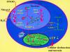 Photo for Poly Adenosine Diphosphate Ribose Polymerase Market Shows at a Rapid Pace Until 2026