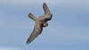 Photo for MBC Bird and Pest Solutions