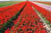 Photo for Consumer Floriculture Market – Size, Share, Outlook, and Opportunity Analysis, 2018 – 2026