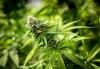 Photo for Medical Cannabis Market Active Ingredient, and Therapeutic Application - Global Trends, and Forecast to 2025