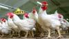 Photo for Poultry Market by Species Type, Distribution Channel - Global Industry Insights, Trends, Outlook, and Opportunity Analysis, 2018 - 2026