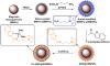 Photo for fluorescent gold nanoparticles