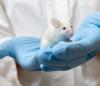 Photo for Animal Model Market Set Explosive Growth to 2026