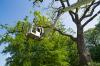 Photo for Tree Service Experts Pasadena MD