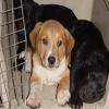 Photo for Animal Shipping Service