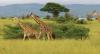 Photo for Gorilla Tracking Tours