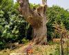 Photo for Evergreen Landscape Care & Tree Services