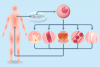 Photo for Regenerative Medicine Market New Opportunities For Growth And Profitable Business Development 2026