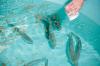 Photo for Aquaculture Feed Market - In-Depth Research Report