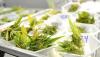 Photo for Cannabis Testing Market Positive long-term growth outlook 2018-2026
