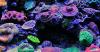 Photo for Reef Aquariums Market Analysis on the Basis of Growth, and Trends 2026