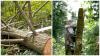 Photo for Pro Tree Services LLC