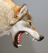 Photo for Missouri Taxidermy