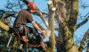 Photo for Tops Down Tree Service