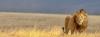 Photo for African Safari Tours Africansfarigorup.com