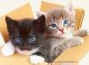 Photo for Best Pet Relocation to India from USA