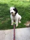 Photo for F1 Mini Sheepadoodle for Sale in Colorado | Open Range Pups