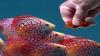 Photo for Ornamental Fish Feed Market - Global Industry Insights, Trends, Outlook, and Opportunity Analysis, 2018-2026