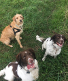 Photo for 21st Century Dogs