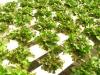 Photo for Hydroponics Market  is poised to gravitate to the new highs with an estimated CAGR of 6.5% During 2017-2025