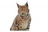 Photo for Lions, Tigers, & Bears Oh My, I Need Exotic Animal Insurance!