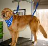 Photo for Wags & Whiskers Grooming Spa
