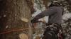 Photo for Branching Out Tree Care Experts