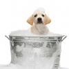 Photo for Happy Tails Grooming and Boarding