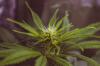 Photo for Buy Organic CBD Oil In Denver