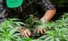 Photo for Apply Cannabis Research Jobs at cannabizteam.com