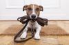 Photo for Mercy-Wagner Professional Paws