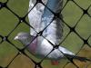Photo for pigeon nets services in pune
