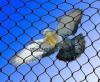 Photo for pigeon nets services in mumbai