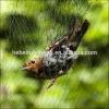 Photo for pigeon nets services in chennai