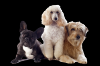 Photo for Get Low Cost Pet Vaccinations from Ask The Vet