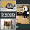 Photo for Pest Control Gurgaon for Home Pest Removal