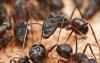 Photo for DANCAN The Pest Control Expert