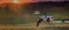Photo for Buy The Best Buffers For Dairy Cows