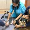 Photo for Pet Cancer, Tumor, Orthopedic, Fracture treatment Singapore