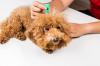 Photo for Flea and Tick Products Market - Global Industry Insights, Trends, Outlook, and Opportunity Analysis, 2018-2026