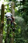 Photo for Anytime Tree Service
