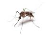 Photo for H2 Environmental Pest Management