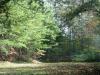 Photo for For Sale 0.52 acre with homesite cut in ready for a new home