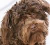 Photo for Toy Poodles