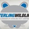 Photo for sterlingwildlife@123